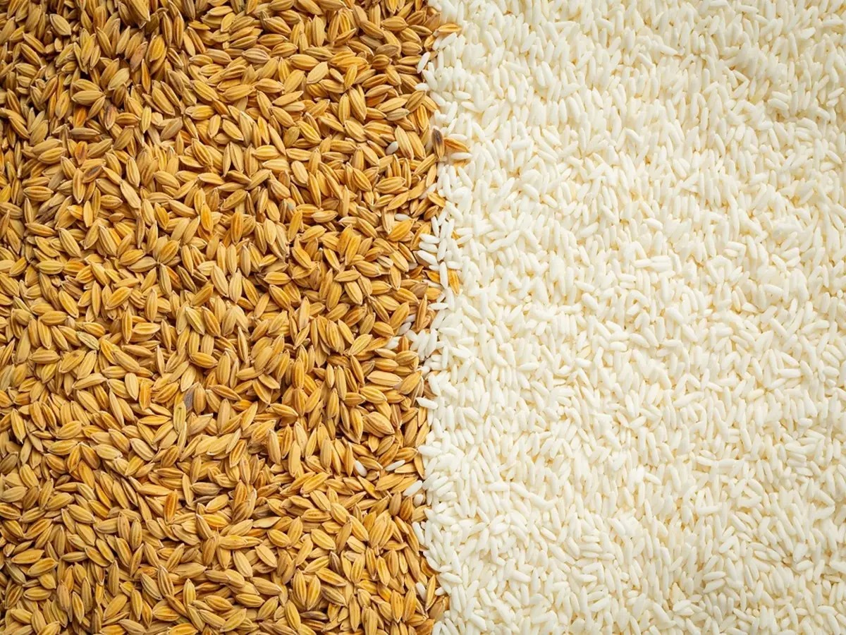 wheat and rice