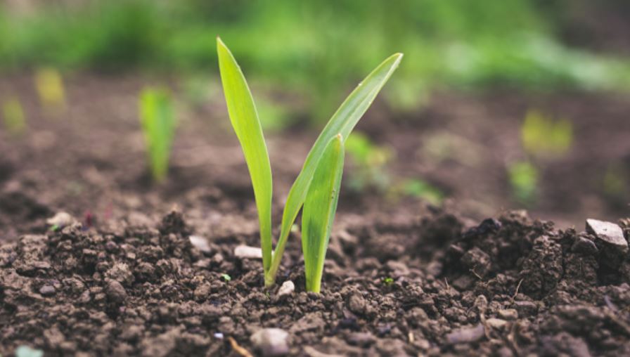 increase soil fertility (image google)