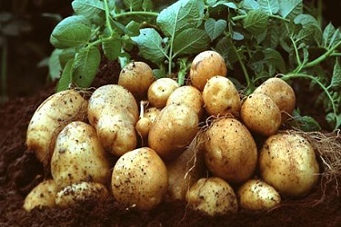 कोंब आलेले बटाटे आणि हे बटाटे आरोग्यासाठी धोकादायक, जाणून घ्या सविस्तर