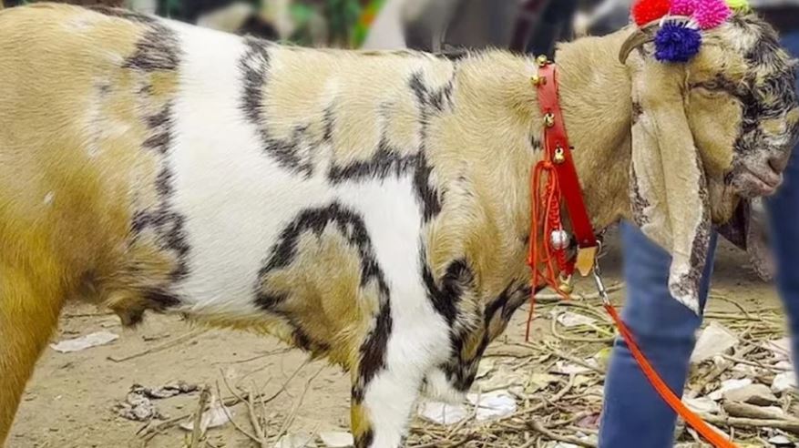 8 lakhs bid for Totapuri Goat (image google)