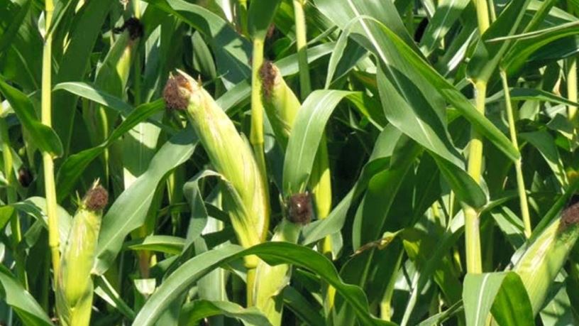 Maize cultivation (image google)