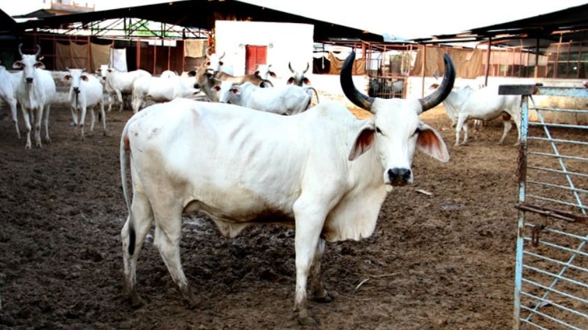 rearing of indigenous cows (image google)