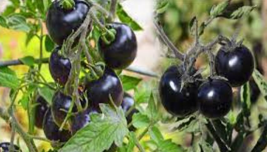 Black Tomato Farming (image google)
