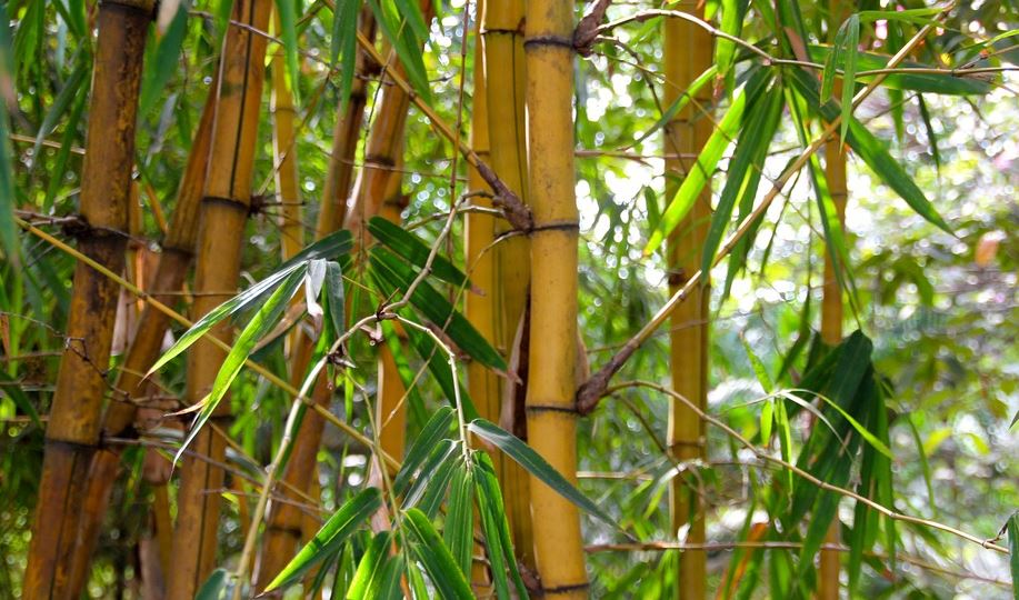 bamboo wood (image google)