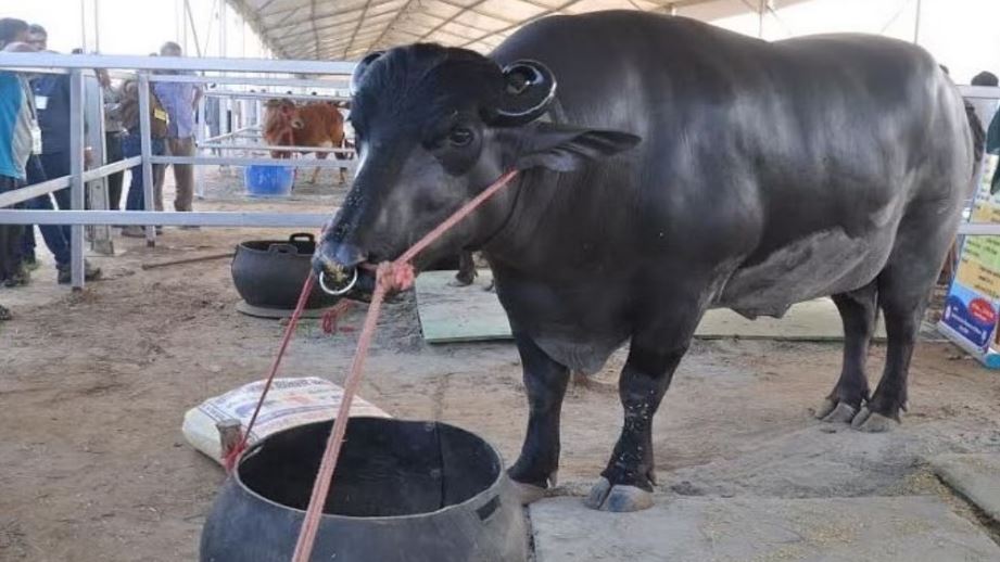 expensive buffalo in India (image google)