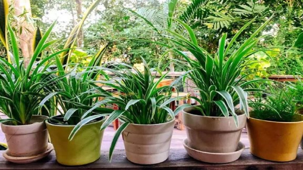 plants in your garden (image google)