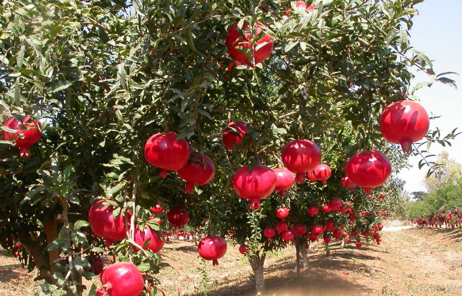 varieties of pomegranate (image google)