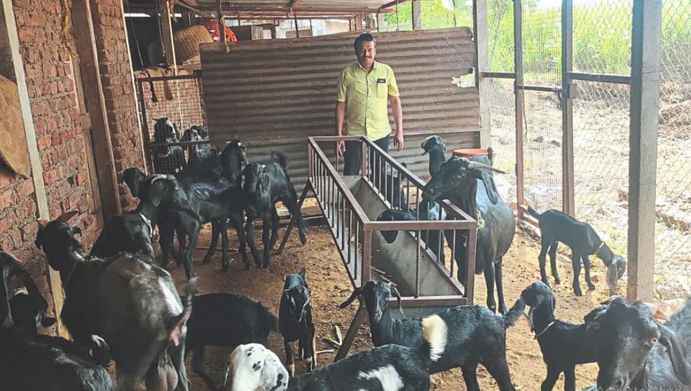 management of goats in rainy season (image google)