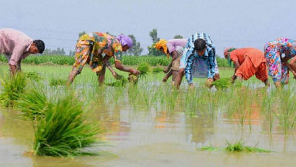 Rice Cultivation Technology (image google)