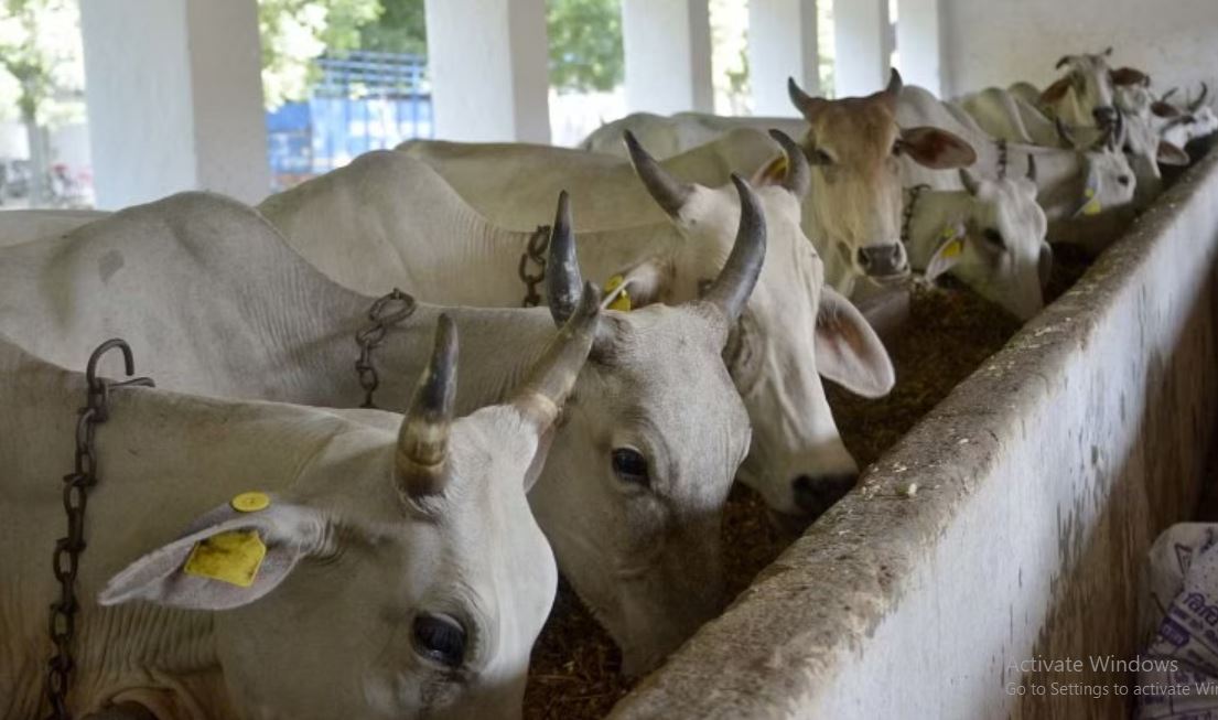 Gangatiri Cow (image google)