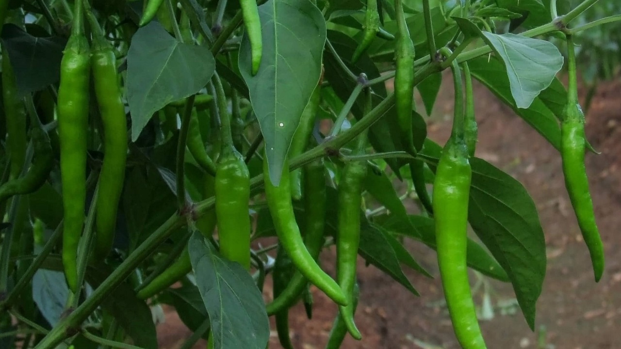 chili crop