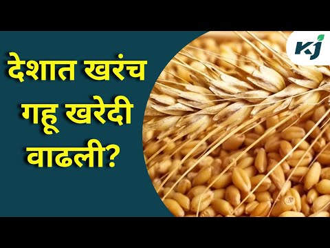 Maharashtra News: "देशात ४३ टक्क्यांनी गहू खरेदी वाढली" Narendra Singh Tomar | Latest News | Wheat