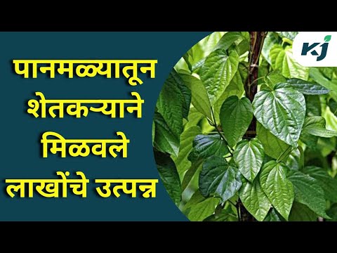 Paan Organic Farming: शेतकऱ्याने “नागेली पानमळा” फुलवून साधली प्रगती | Success Story | Maharashtra