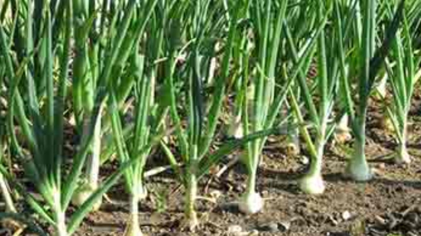 White Onion farming