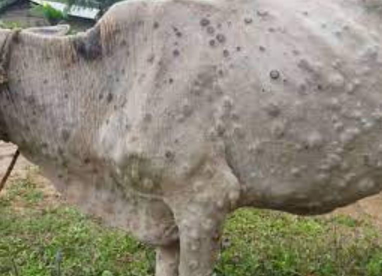43 cattle died in Ahmednagar lampi (image google)