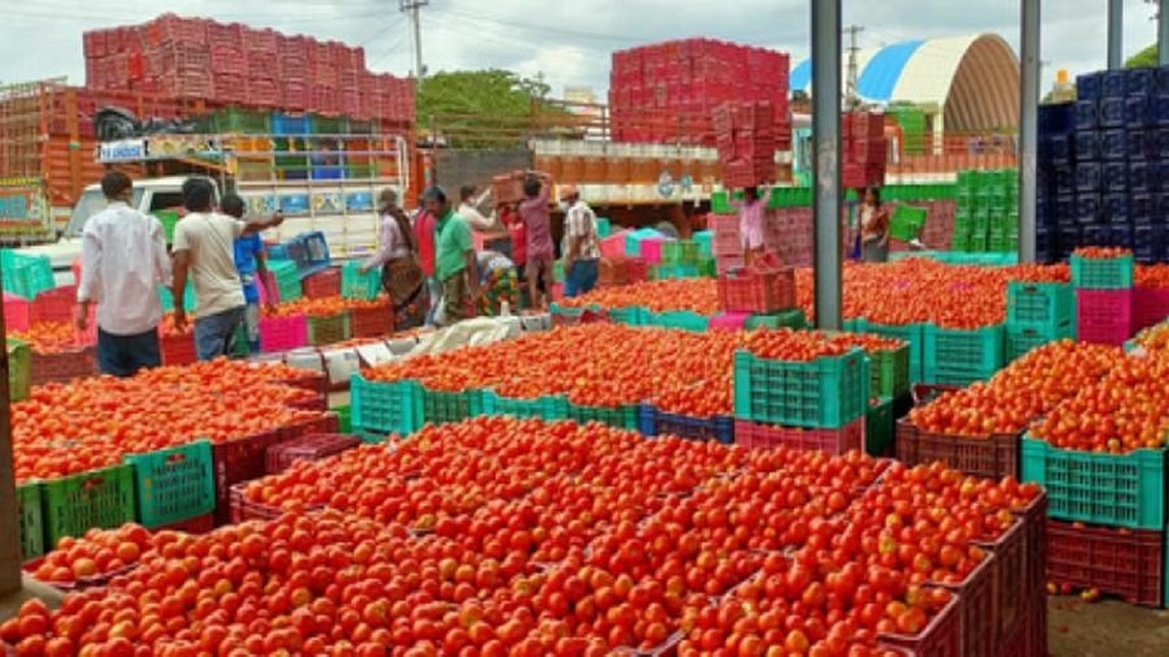 tomato market rate update