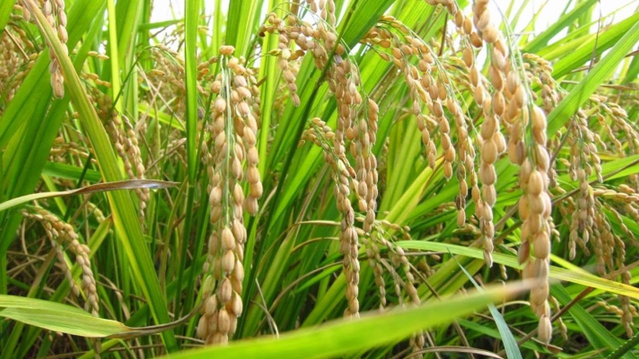 paddy crop