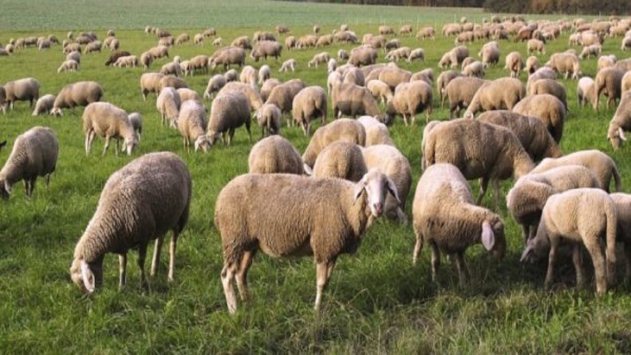 sheep rearing