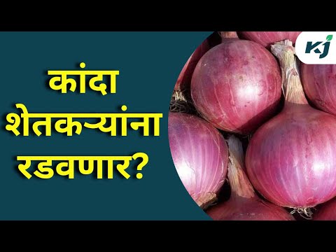 Maharashtra News: कांदा निर्यात शुल्क वाढल्याने काय होणार?| Nasik | Onion Export Duty Hike | News