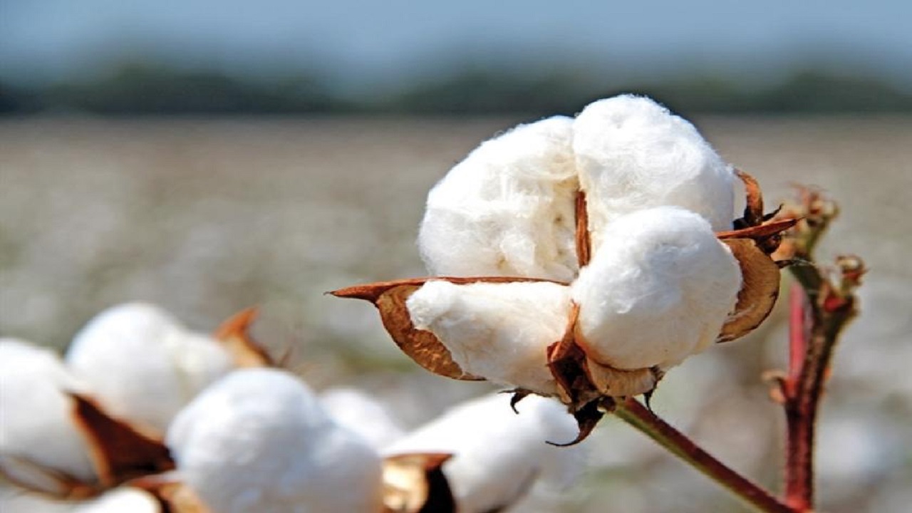 cotton market update