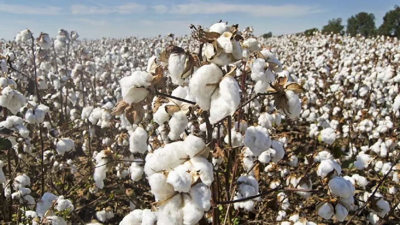 cotton market update