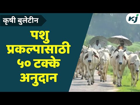 Maharashtra News: "पशु प्रकल्पासाठी शेतकऱ्यांना ५० टक्के अनुदान" | Animal Husbandary Subsidy | News