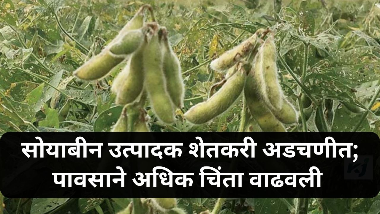 Nagpur Soybean News