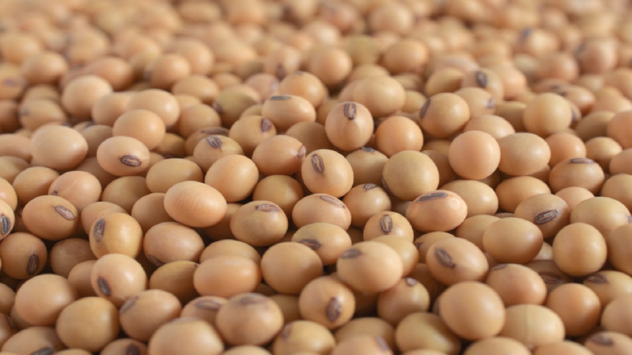 soybean market update