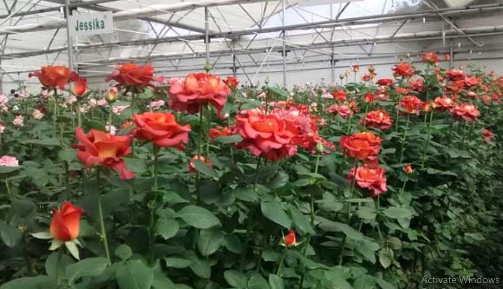 Plant roses in polyhouse