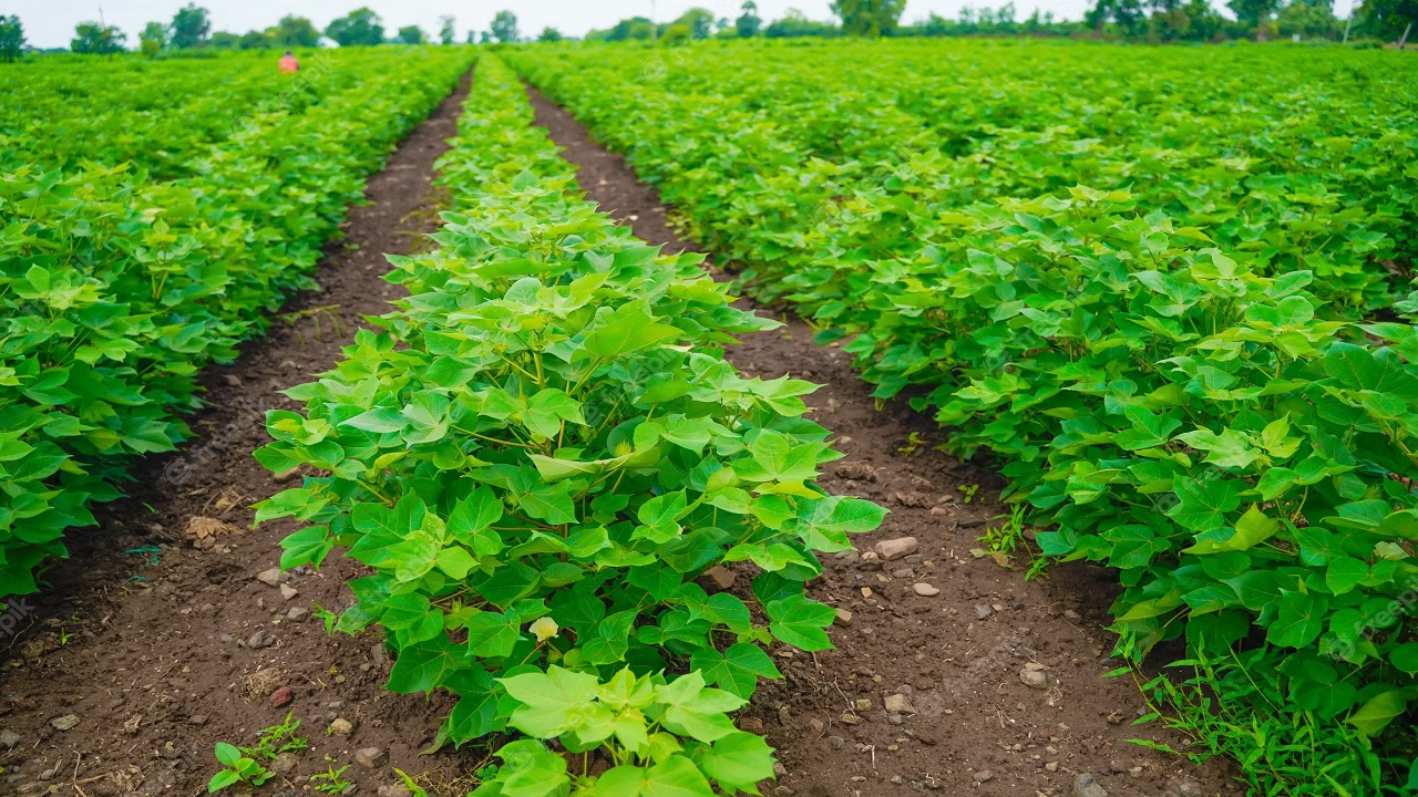 cotton crop management