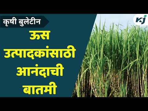 Maharashtra News: ऊस उत्पादकांचा होणार मोठा फायदा | Sugarcane Farming | Jayant Patil | Lumpy Virus