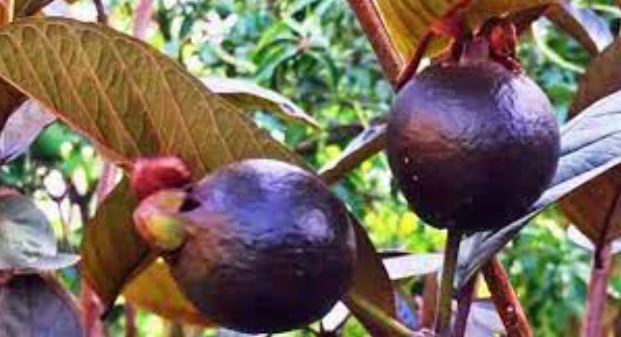 cultivation of black guava