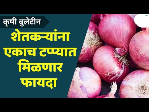 Maharashtra News : शेतकऱ्यांना एकाच टप्प्यात कांदा अनुदान | Onion subsidy | Trending Shorts | Shorts