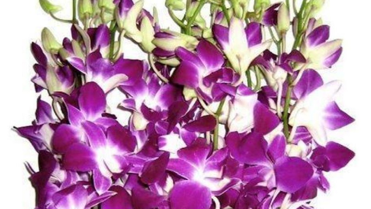 Orchid flower cultivation