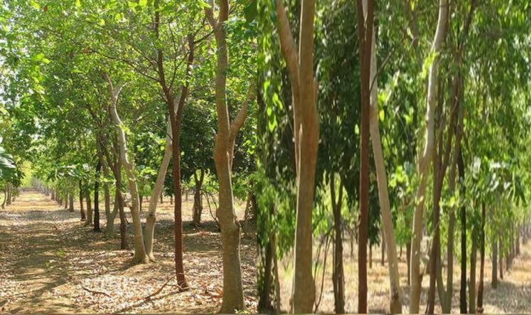 sandalwood cultivation