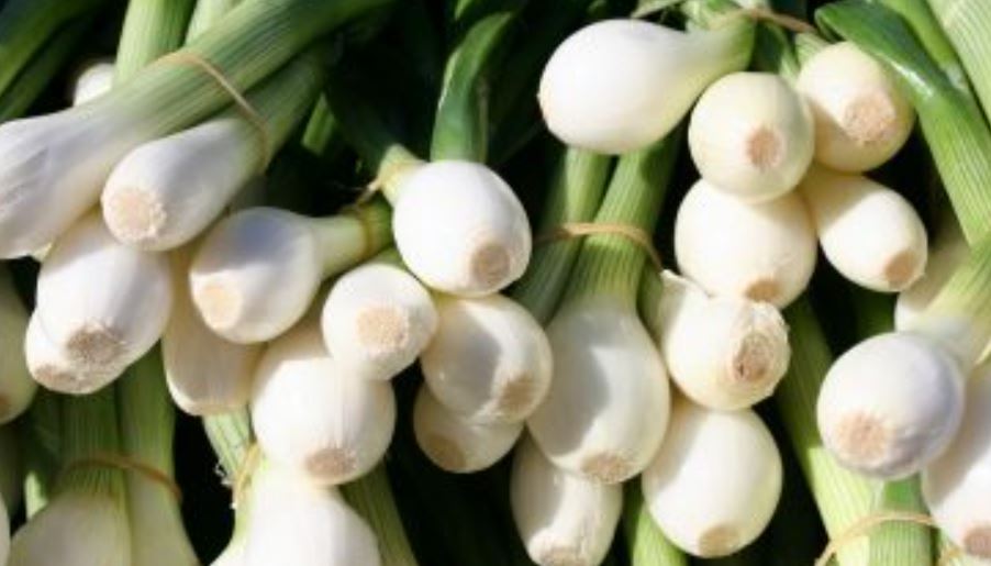 cultivation of white onion