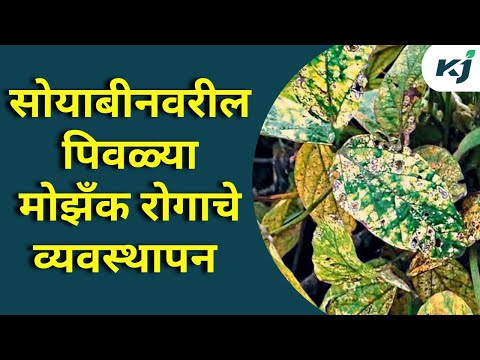 Soybean mosaic disease_ सोयाबीनवरील मोझँक रोगाचे व्यवस्थापन _ Crop Management _ Soybean Update