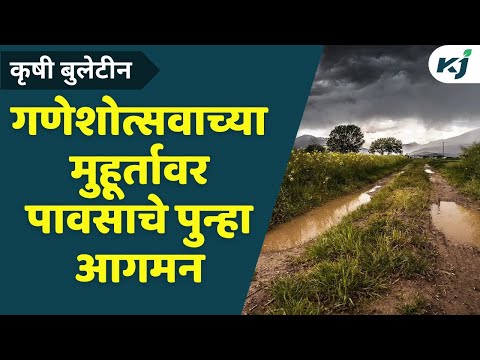 Rain Update_ गणेशोत्सवाच्या मुहूर्तावर पावसाचे पुन्हा आगमन_ Weather Update _ Rice Crop Update _