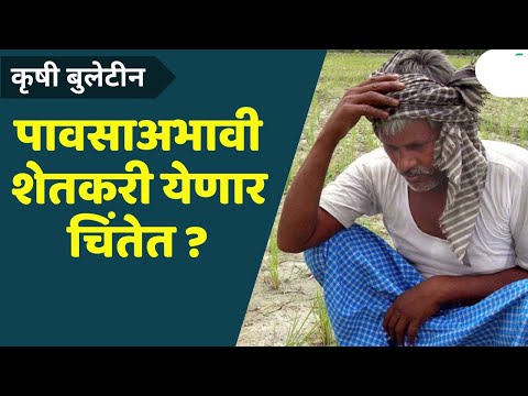 Maharashtra News: पावसाअभावी शेतकरी येणार चिंतेत | Farmer News | Tomato News | Dam News | Lumpy News