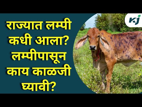 Lumpy disease: राज्यात लम्पी कधी आला? पशु पालकांनी काळजी घ्यावी | Animal care | Lumpy Update