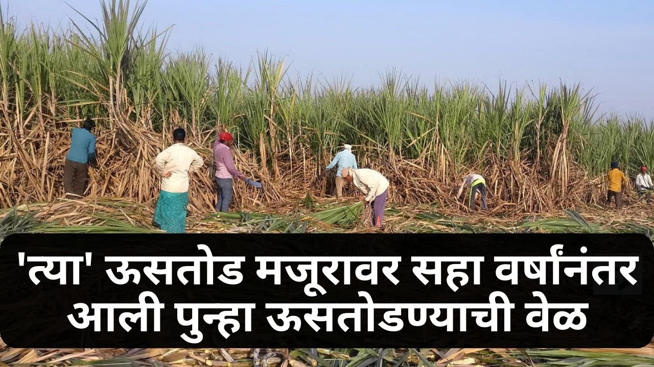 sugarcane worker update
