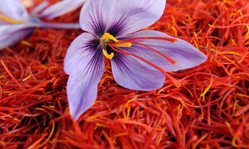saffron farming