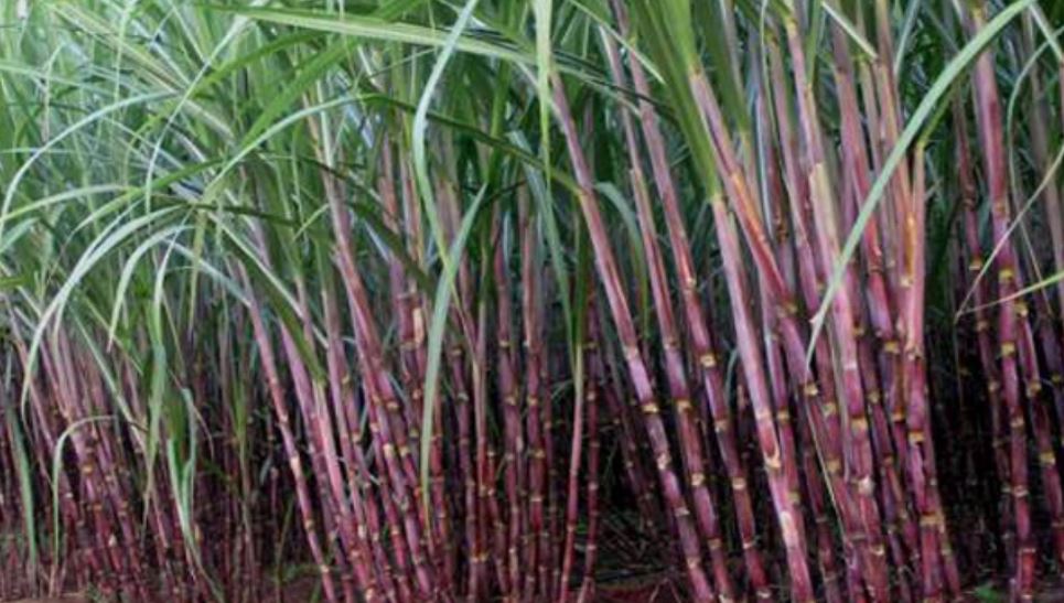 export of sugarcane Maharashtra to foreign states
