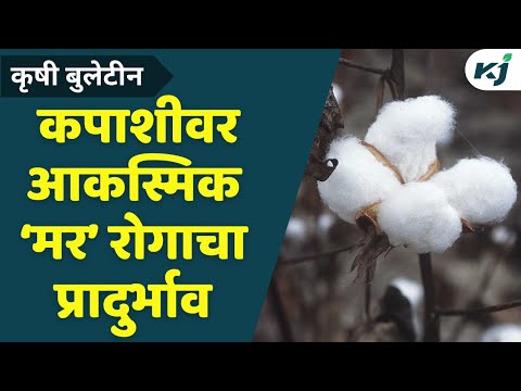 Cotton update: कपाशीवर आकस्मिक ‘मर’ रोगाचा प्रादुर्भाव | Cotton Market Rate | Cotton Rate | Cotton