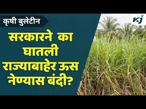 Sugarcane Production: राज्य सरकारने ऊस राज्याबाहेर नेण्यास का घातली बंदी? | Sugar Mill | Sugar