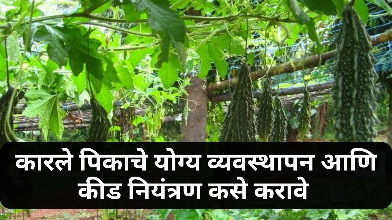 karela crop Management News