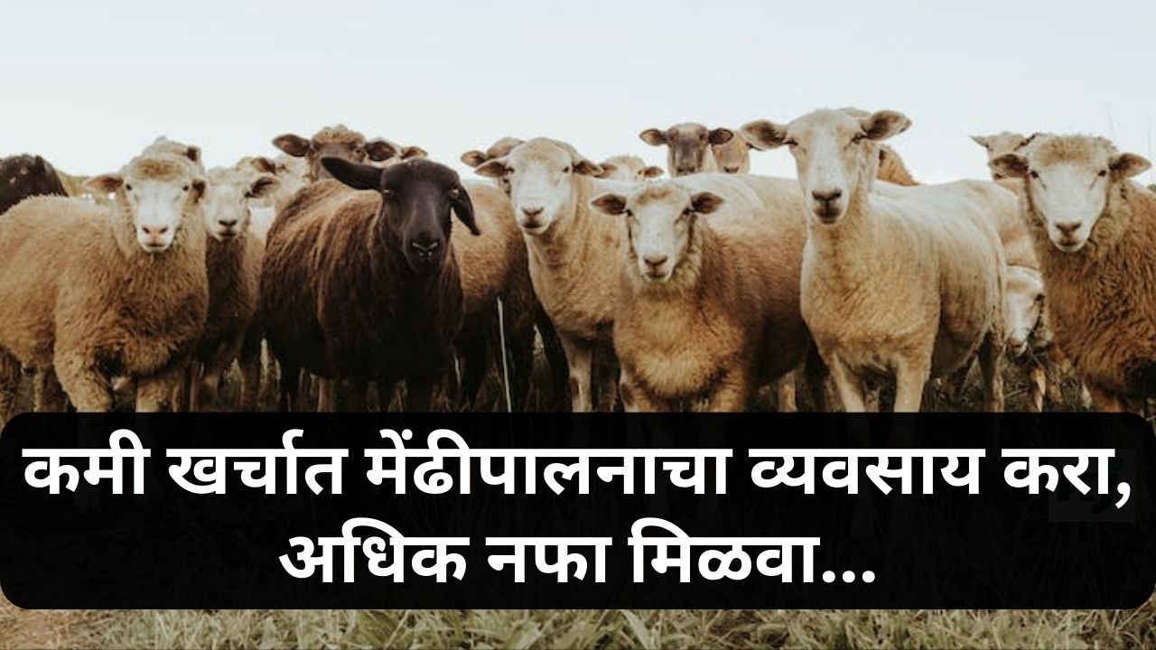 Sheep Farming News