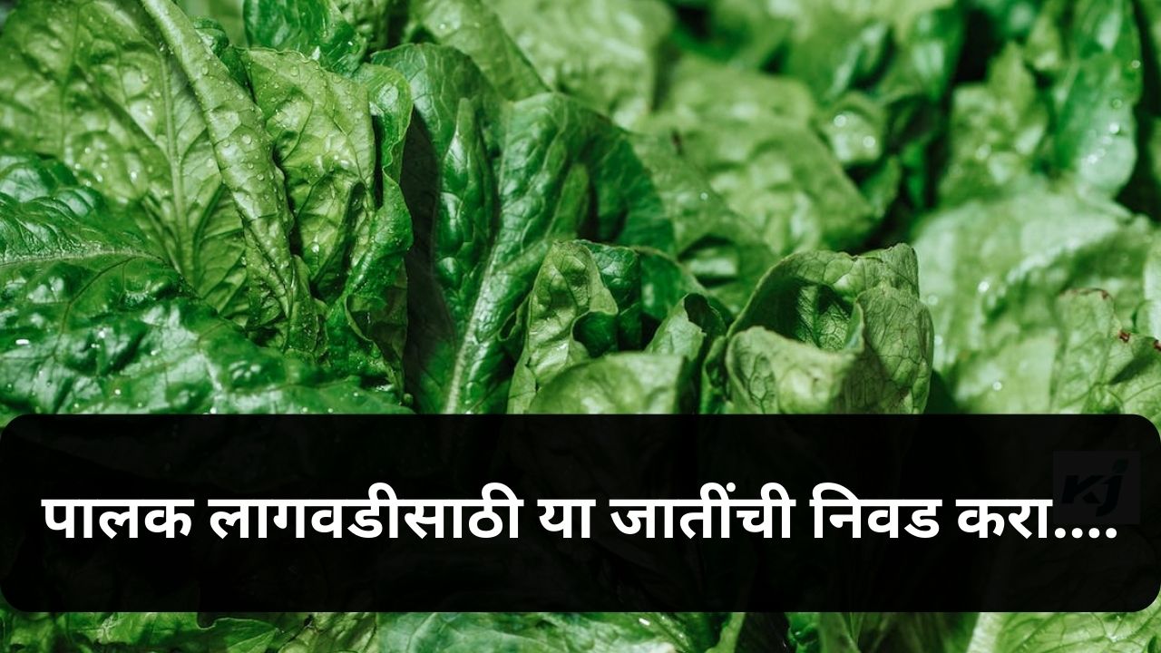 Spinach Cultivation News