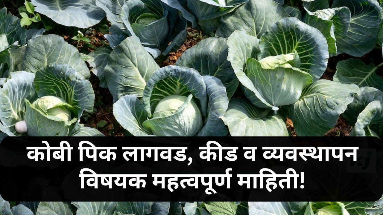 cabbage crop cultivation
