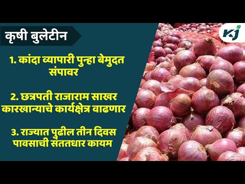 Onion Market Update: राज्यातील कांदा व्यापाऱ्यांनी पुकारला पुन्हा संप | Onion Rate Update | Onion